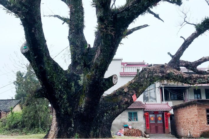 龄的拼音组词部首