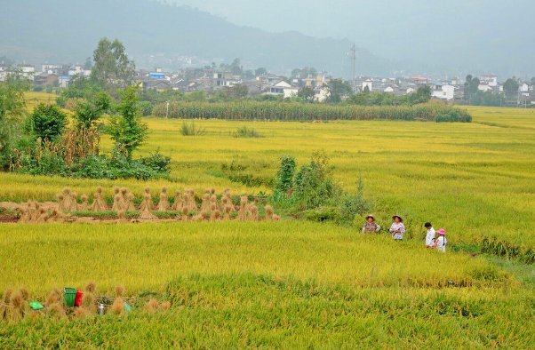 秋收是什么意思