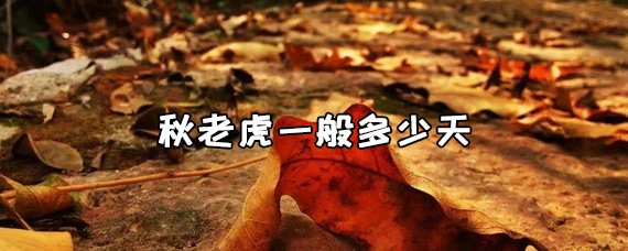 秋老虎是哪几天 ？