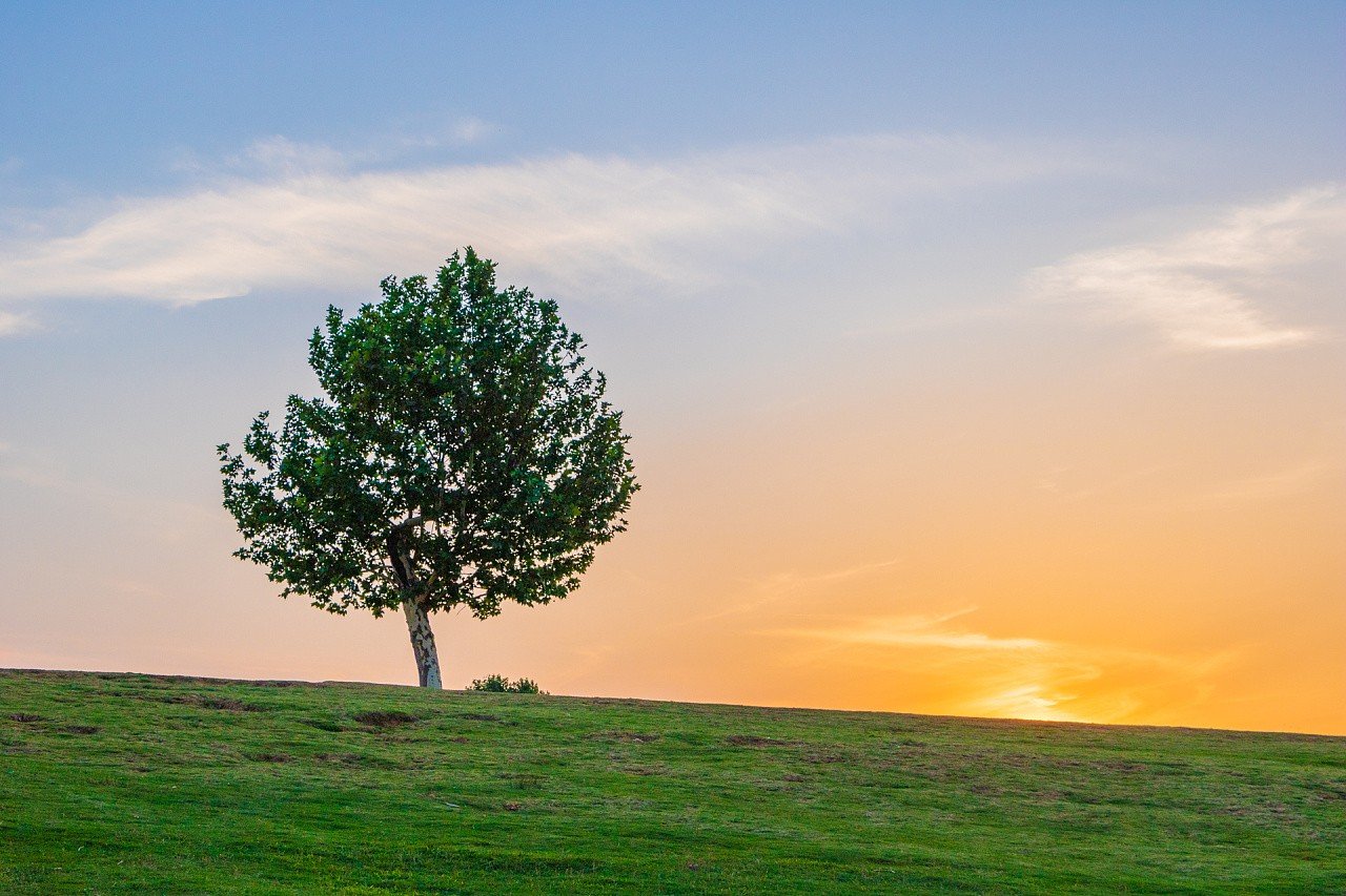 棵的笔顺怎么写?