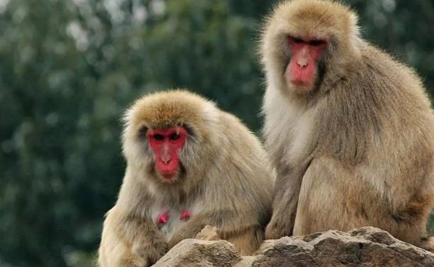 降妖除魔指什么生肖