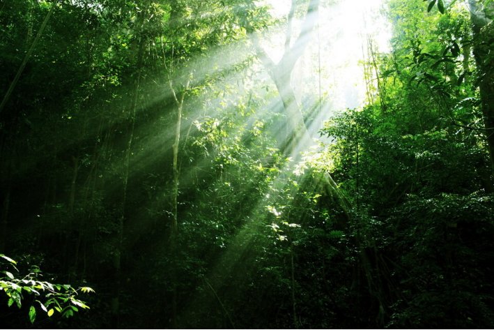 rainforest是什么意思