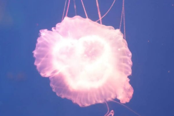 buoyancy是什么意思