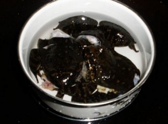 石鳞怎么炖才有营养