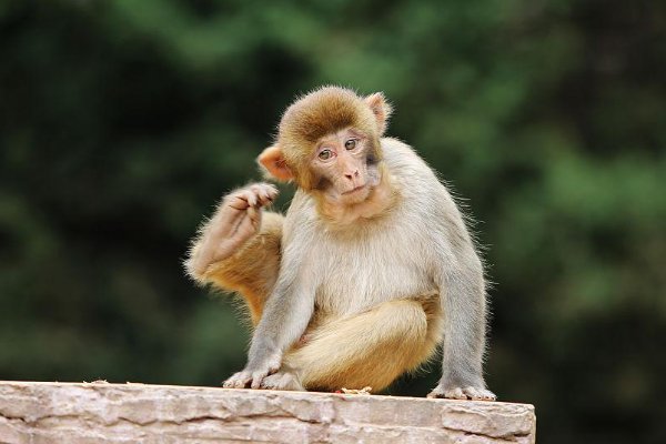 小猴子尾巴的作用是什么