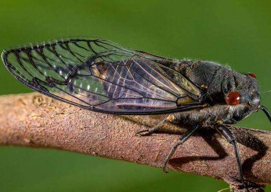 “知了猴”与“知了”有何区别？