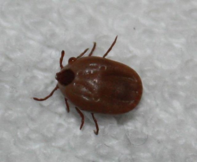 碑虫是什么一种什么虫子