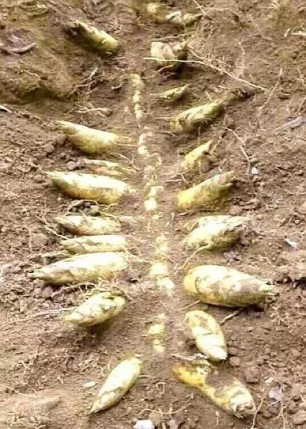 毛笋是常见的食材，毛笋什么时候能够挖？