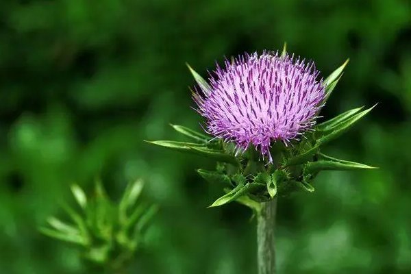 蓟的拼音组词部首