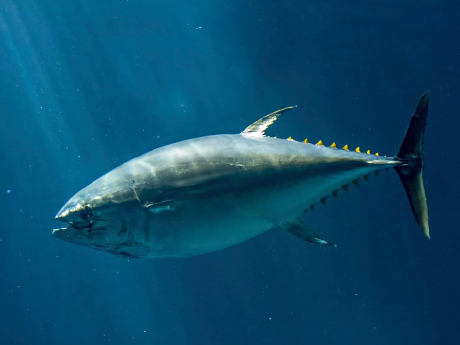 30种最常吃的深海鱼