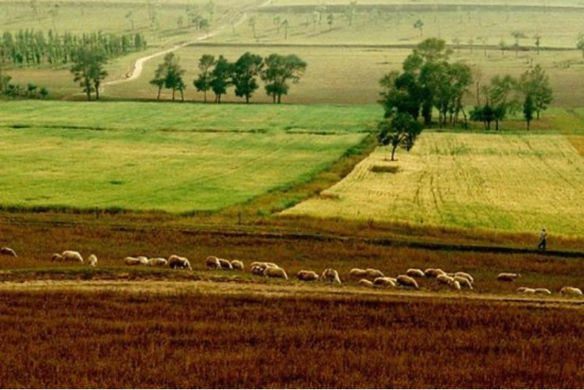 麻地是什么意思