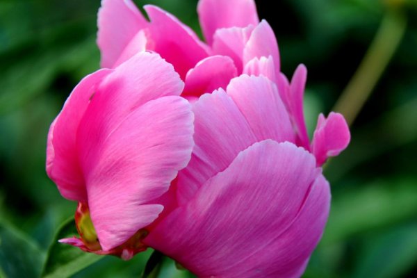 风水上芍药的讲究有哪些？