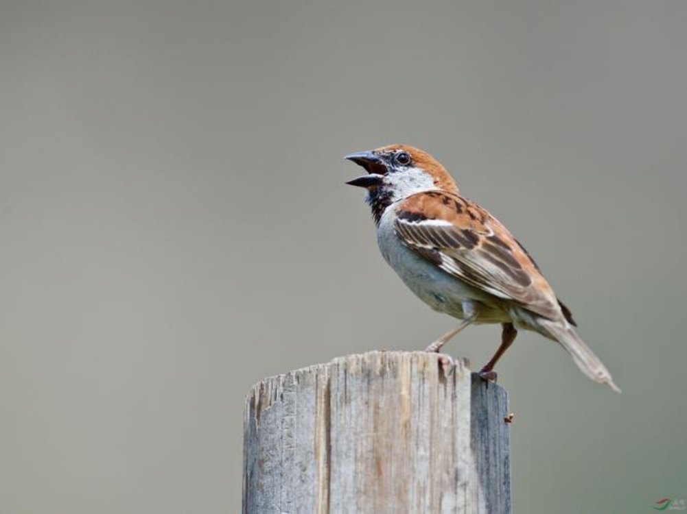 山麻雀是国家保护动物吗?