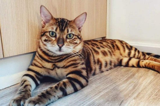 虎猫和豹猫的区别