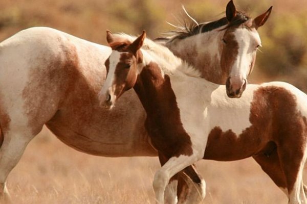金言玉语打一动物