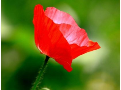 万物可爱的意思是什么？