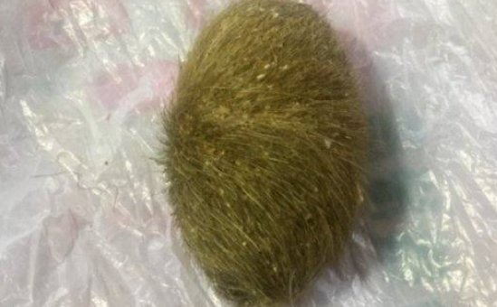 猪宝是什么东西?有什么价值吗?