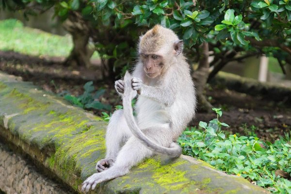 小猴子尾巴的作用是什么