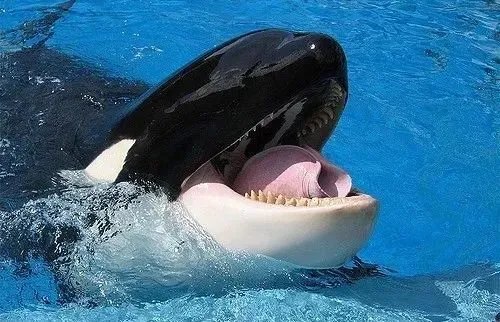 鲸鱼那么大，是怎么被捕的？又是如何被运到海洋馆的？