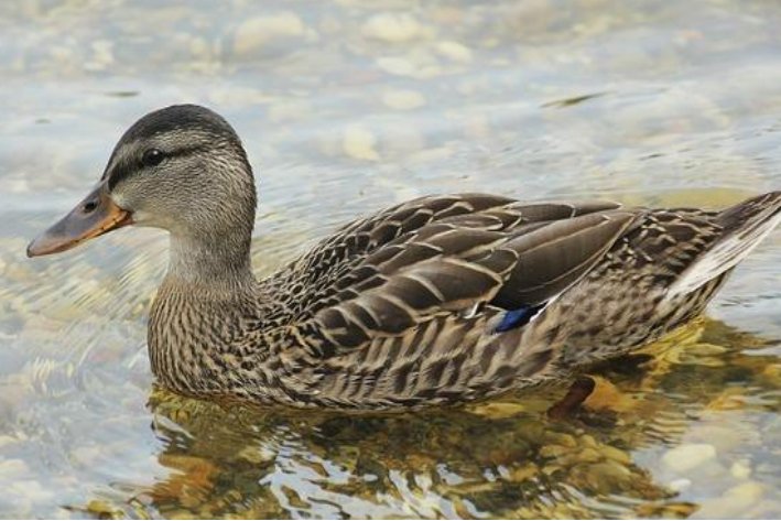 小鸭子怎么画简笔画