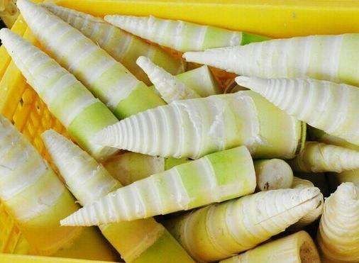 毛笋是常见的食材，毛笋什么时候能够挖？