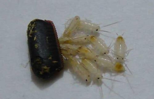 蟑螂卵会在人体内繁殖吗？