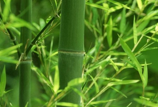 竹子的拼音怎么写