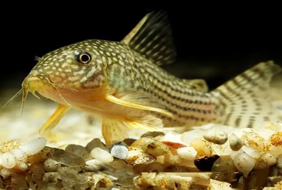 雌雄同体的动物有哪些