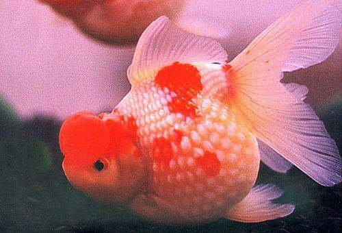 珍珠鱼是哪个鱼种的俗称？