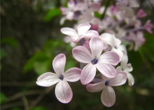 lilac英文名在老外眼中