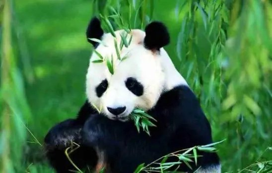 大熊猫吃肉不吃肉