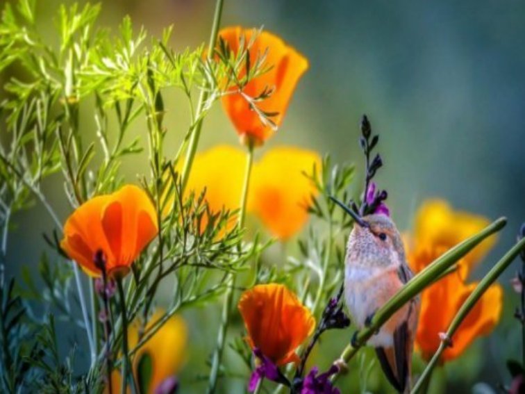 所想皆所得,所期皆所愿,所盼皆可期是什么意思