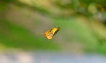飘浮跟飘荡有什么区别呢？