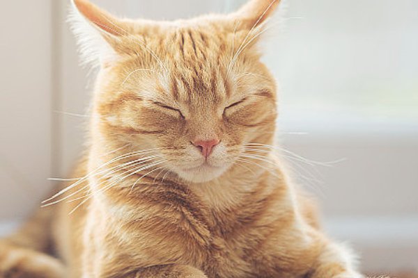 反犬旁的字有什么