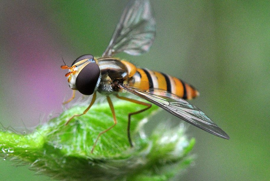 蝇拼音是什么，怎么写。