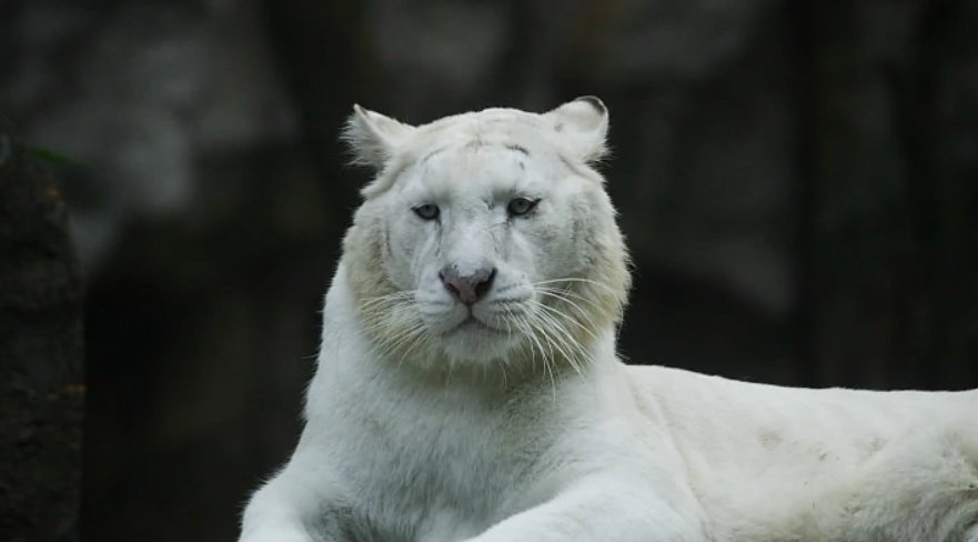 山东一动物园白虎产4仔，1只没墨了！官方作何科普？