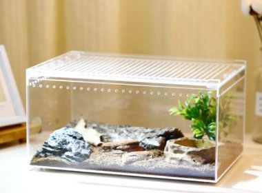 鬃狮蜥和绿鬣蜥的喂养环境区别很大吗？分别是什么呢？