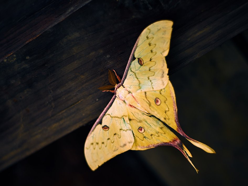 飞蛾吃什么食物