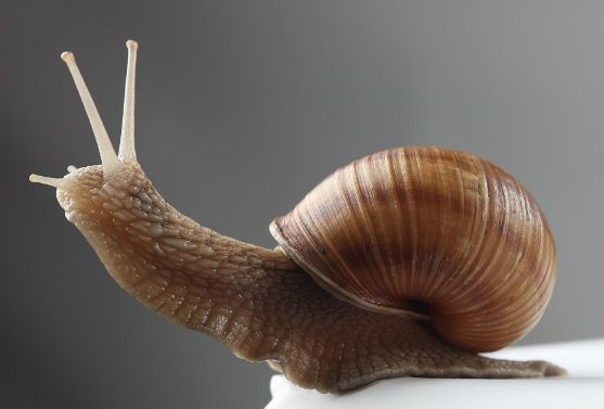 雌雄同体的动物有哪些