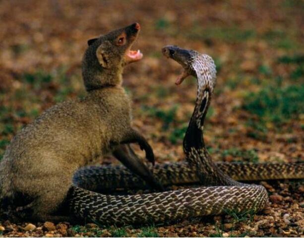 农村常见的菜花蛇,真的会吞下五步蛇吗?