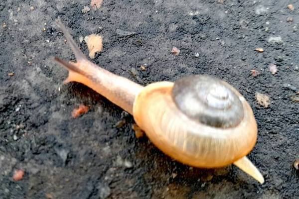 蜗牛是益虫还是害虫