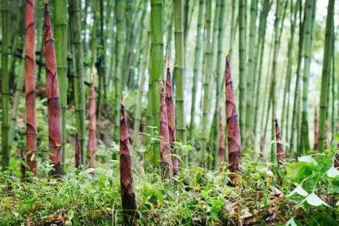 毛笋是常见的食材，毛笋什么时候能够挖？