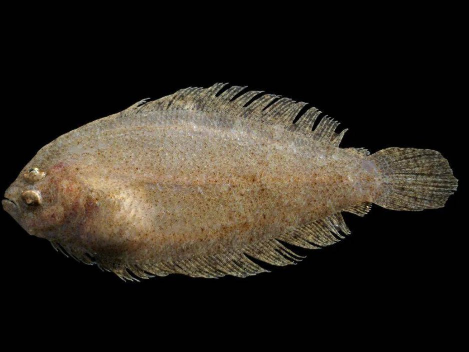 30种最常吃的深海鱼