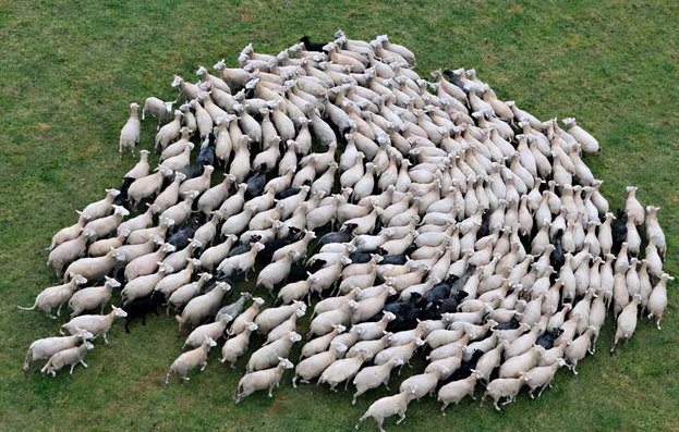 羊群定律什么意思