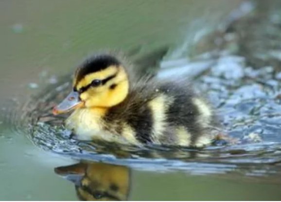 小鸭子在游泳扩写句子