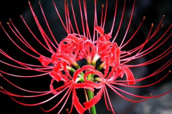 彼岸花为什么不能养