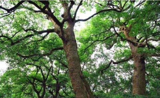 求描写百年古树的句子