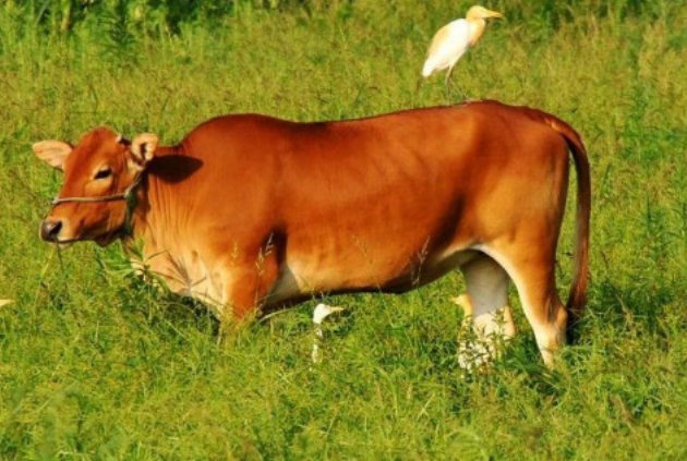 羊最怕三种克星