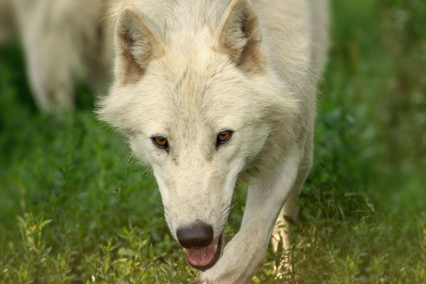 十大最凶猛的狼排名