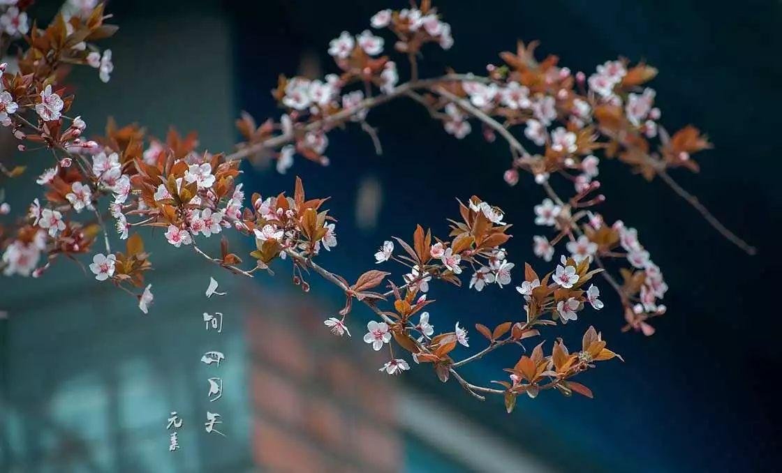 你是人间四月天的歌词是什么？